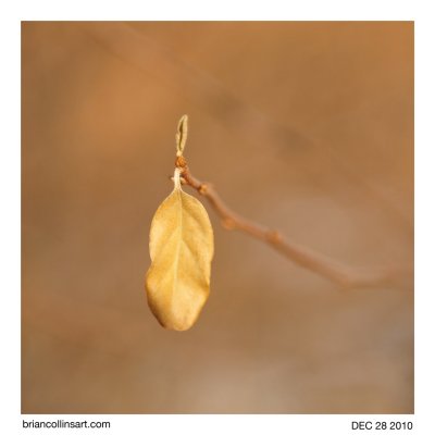 tree leaf