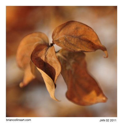 leaves