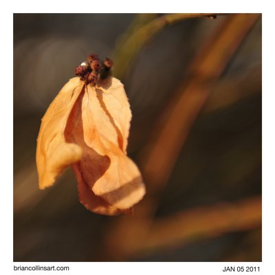 Burning Bush