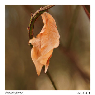 Burning Bush