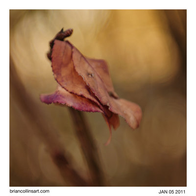 Burning Bush