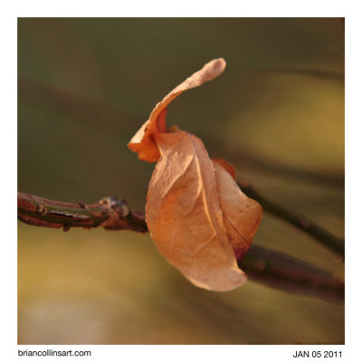 Burning Bush