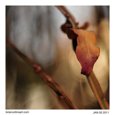 Burning Bush