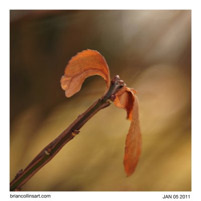 Burning Bush