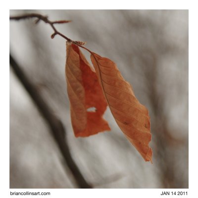 leaves