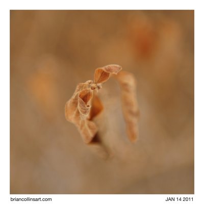 leaves