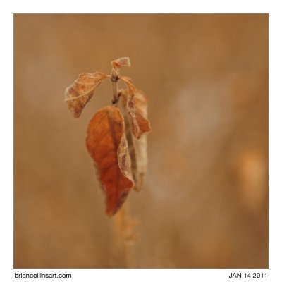 leaves