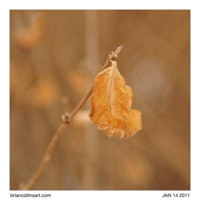 leaves
