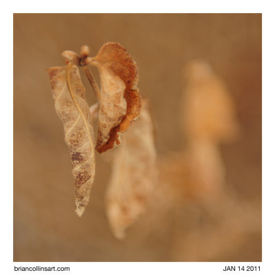leaves