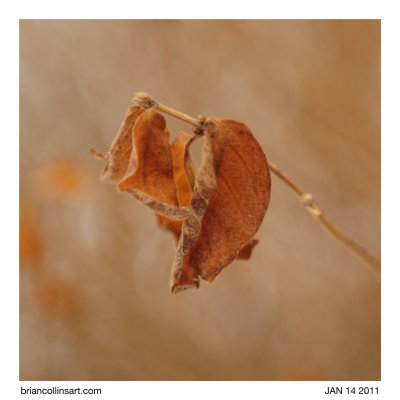 leaves