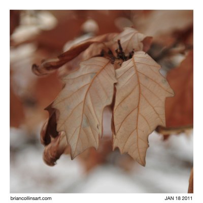 leaves