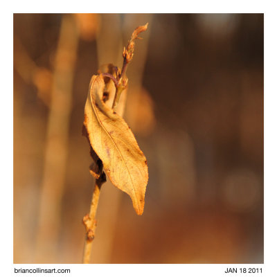 leaves
