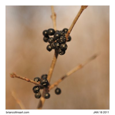 berries