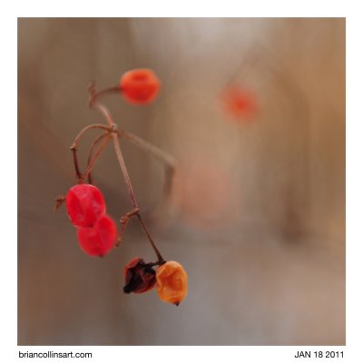 berries