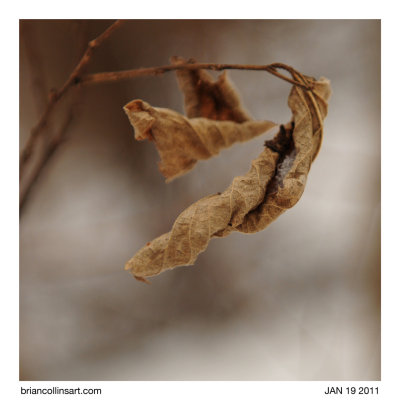 leaves