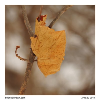 leaf