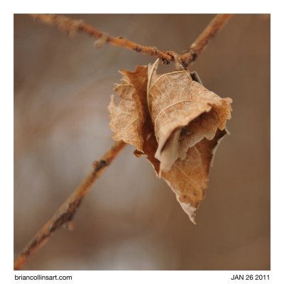 leaf