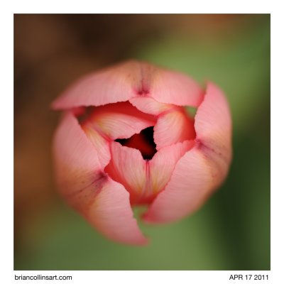 Tulip