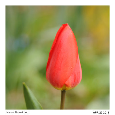 Tulip