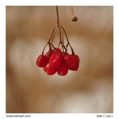 berries