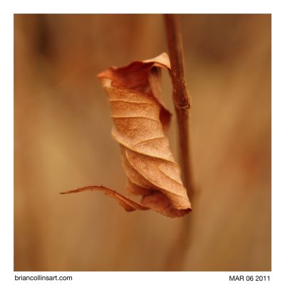leaf