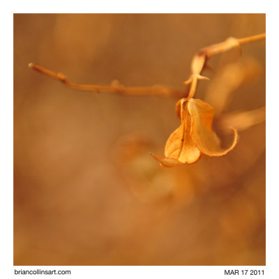 leaf