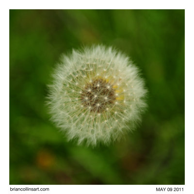 Dandelion