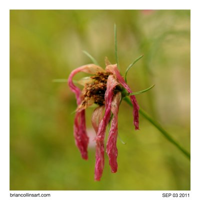 drowned flower