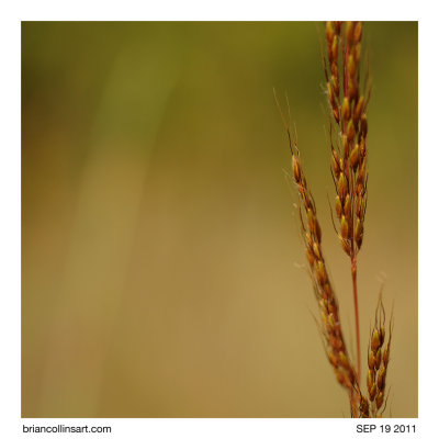 tall grass