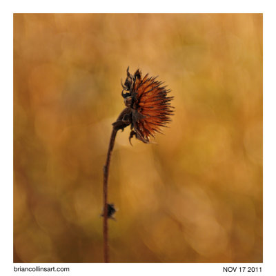 Cone Flower