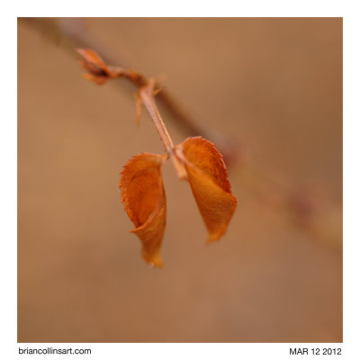 leaf