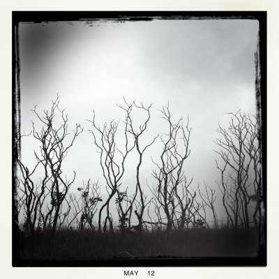 trees or bushes?