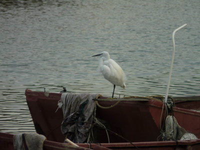 An egret returning home