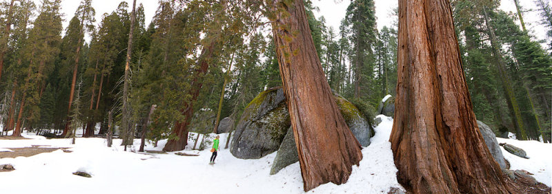 Sequoias panorama