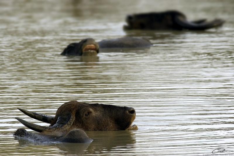 <i>Bubalus arnee</i></br>Water Buffalo