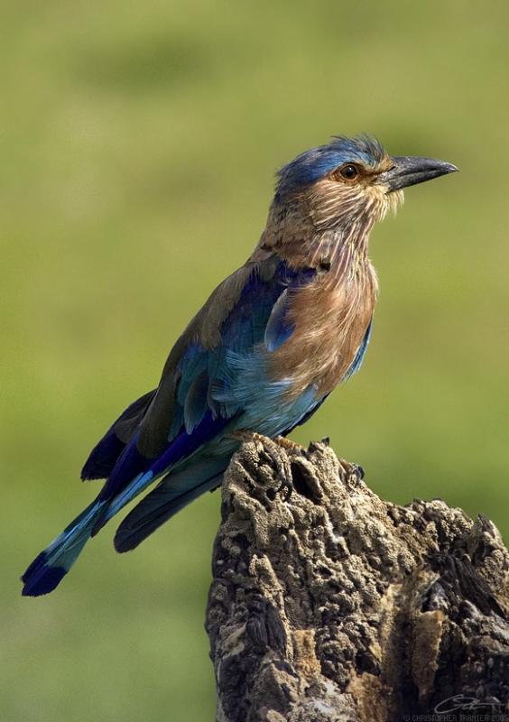 <i>Coracias benghalensis</i></br>Indian Roller