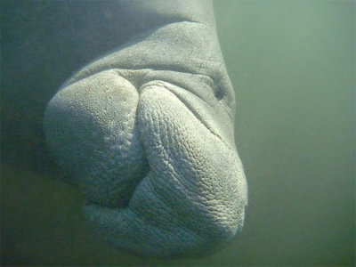 Trichechus manatusWest Indian Manatee