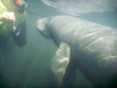 Trichechus manatusWest Indian Manatee