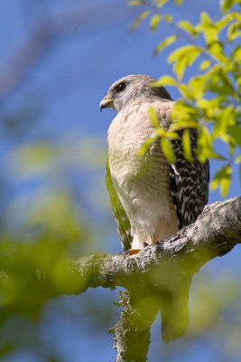 Buteo lineatusRed-shouldered Hawk