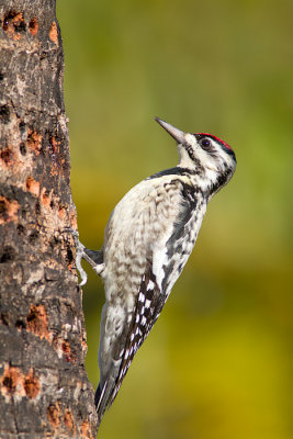 Sphyrapicus variusYellow-bellied Sapsucker