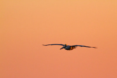 Pelecanus occidentalisBrown Pelican