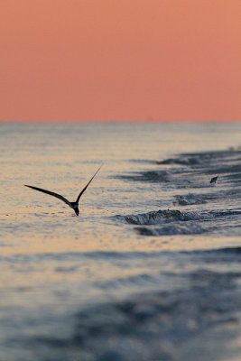 Rynchops nigerBlack Skimmer