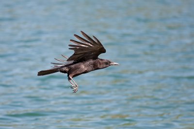 Corvus brachyrhynchosAmerican Crow