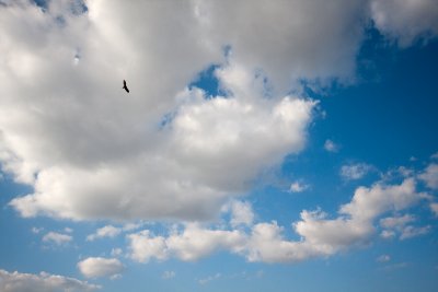 Black Vulture sky