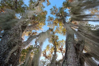 Spanish Moss