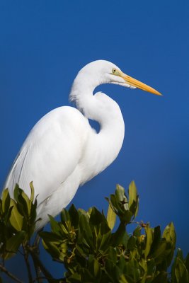 Ardea albaGreat Egret