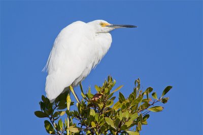 Egretta thulaSnowy Egret