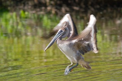 Pelecanus occidentalisBrown Pelican