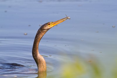 Anhinga anhingaAnhinga