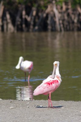 Platalea ajajaRoseate Spoonbill